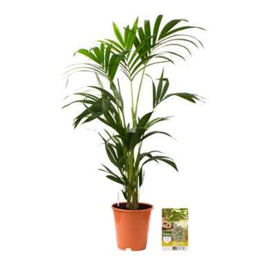 Pokon Kentia Palm incl. watermeter en voeding product