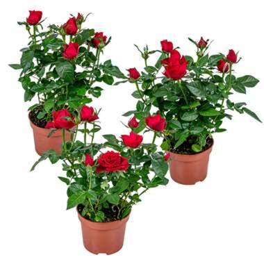 3x Potroos Rood - Rosa – Terras- & kamerplant – ⌀12cm– ↕20-30cm product