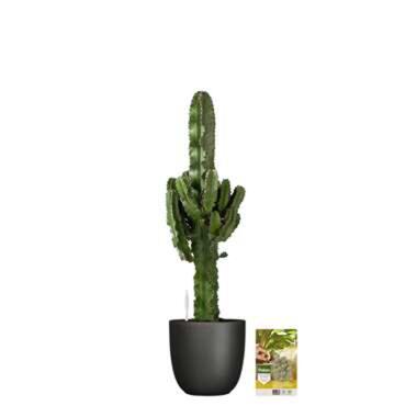 Pokon Euphorbia incl. watermeter en voeding - in Mica Tusca Pot Zwart product
