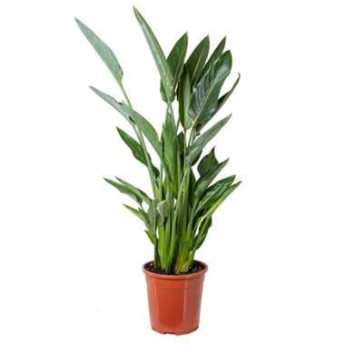 Strelitzia Reginae Paradijsvogelplant -pot 24 cm -Hoogte 70-80 cm product