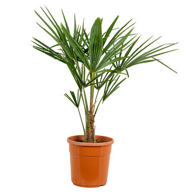 Trachycarpus Fortunei Chinese waaierpalm in pot 24 cm - Hoogte 70 cm product