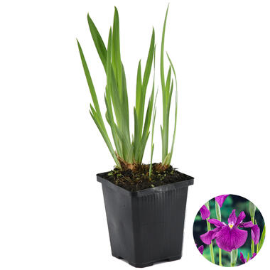 Iris 'Kaempferi' – Japanse Iris – ⌀9 cm - ↕20-30 cm product