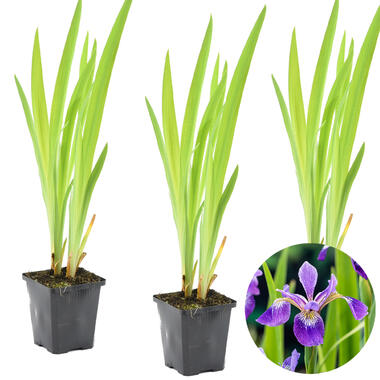 3x Iris 'Versicolor' – Wilde Iris – ⌀9 cm - ↕20-30 cm product