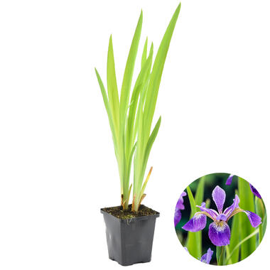 Iris 'Versicolor' – Wilde Iris – ⌀9 cm - ↕20-30 cm product