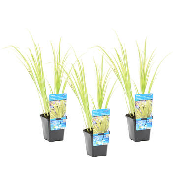 Dwergkalmoes 3x - vijverplant - potmaat 9 cm - hoogte 10-20 cm product