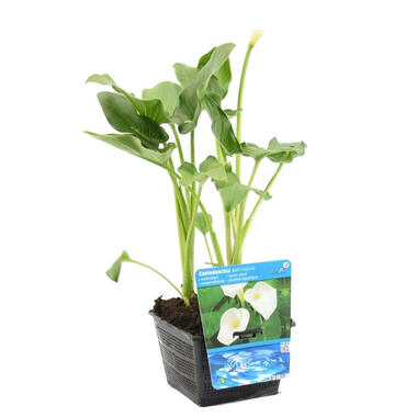 Witte Aronskelk - vijverplant - potmaat 18 cm - hoogte 20-30 cm product