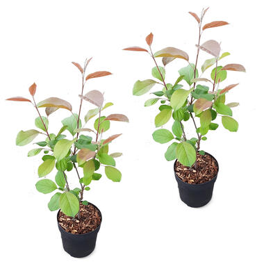 Dwergappelboom - Malus 'Appletini' 2x - pot 13 cm - hoogte 15-20 cm product