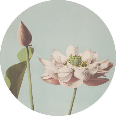 ESTAhome papier peint panoramique rond adhésif - fleur de lotus product