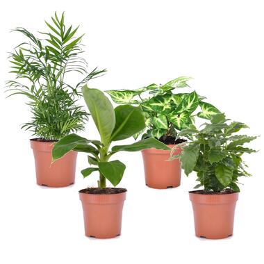 Budget mix van 4 luchtzuiverende kamerplanten - Pot 12cm - Hoogte 25-40cm product