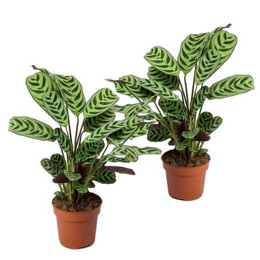 Set van 2 Ctenanthe 'gebedsplant' - Burle-marxii - Pot 12cm - Hoogte 25-40cm product