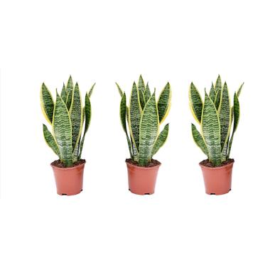 Set de 3 Sansevieria Laurentii - Plante d'intérieur - Pot 12cm - Hauteur 30-40cm product