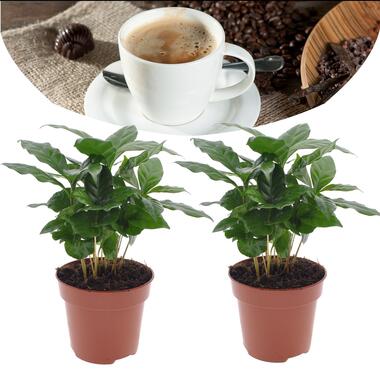Set van 2 Coffea Arabica - Koffieplant - Kamerplant - Pot 12cm - Hoogte 25-40cm product