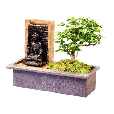 Bonsai boompje met Easy-care watersysteem - Buddha - Hoogte 25-30cm product