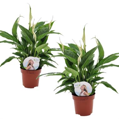 Set van 2 Spathiphyllum Lepelplant - Luchtzuiverend - Pot 12cm - Hoogte 30-40cm product