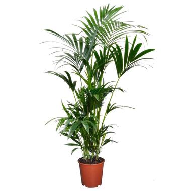 Kentia Palm - Howea Forsteriana - Kamerplant - Pot 18cm - Hoogte 90-100cm product