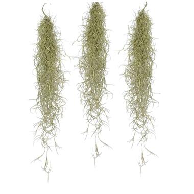 Set van 3 Tillandsia Usneoides - Luchtplantjes - Decoratie - Hoogte 25-50cm product
