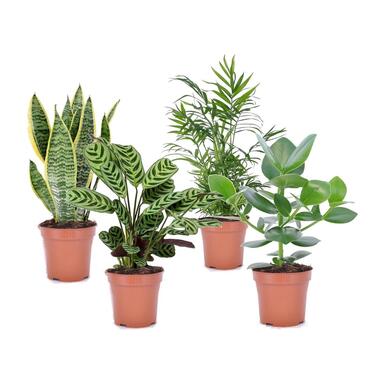 Mix de 4 plantes increvables - Easy care - Pot ⌀12cm - Hauteur ↕ 25-40cm product