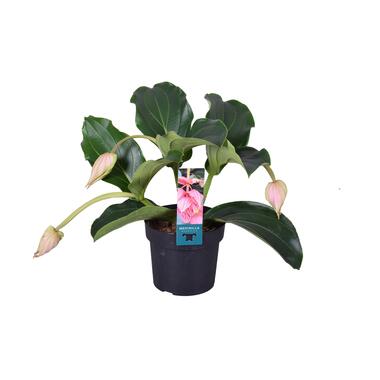 Medinilla Magnifica - Plante d'intérieur fleurie - Pot 17cm - Hauteur 40-50cm product