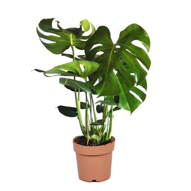 XL Monstera Deliciosa - Gatenplant - Pot 21cm - Hoogte 70-80cm product