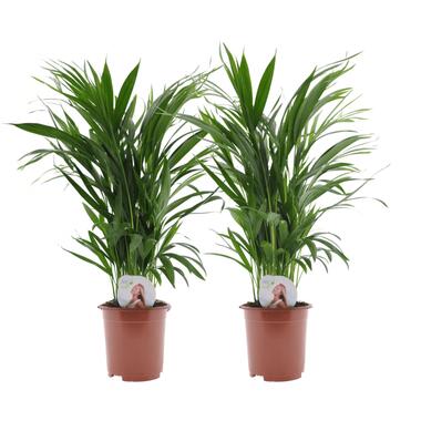 Areca Dypsis - Goudpalm - Set van 2 kamerplanten - Pot ⌀17cm - Hoogte ↕ 60-70cm product
