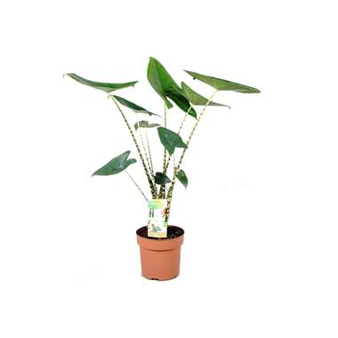 Alocasia Zebrina - Oreille d'éléphant - Pot ⌀17cm - Hauteur ↕ 50-60cm product