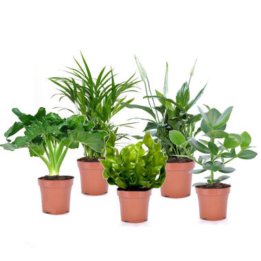Luchtzuiverende kamerplanten - Mix van 5 stuks - Pot 12cm - Hoogte 25-40cm product