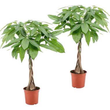 Pachira Aquatica - Set van 2 kamerplanten - Geldboom - Pot 17cm - Hoogte 60-70cm product