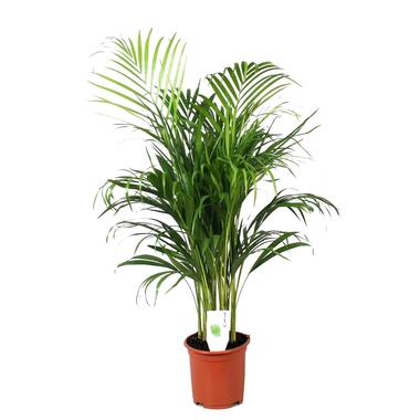 Dypsis Lutescens - Plante d'interieur - Pot 21cm - Hauteur 100-120cm product