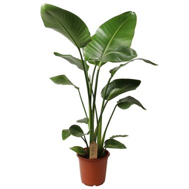 Strelitzia Nicolai - Paradijsvogelplant - Pot 21cm - Hoogte 90-110cm product