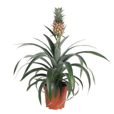 Plante Ananas Mi Amigo - Plante d'intérieur - Pot 14cm - Hauteur 35-45cm product