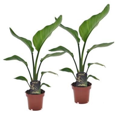 Set van 2 Strelitzia Nicolai - Paradijsvogelplant - Pot ⌀12cm - Hoogte ↕ 35-45cm product