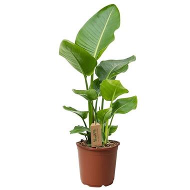 Strelitzia Nicolai - Plante d'intérieur - Pot 17cm - Hauteur 55-70cm product
