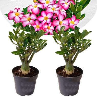 Set de 2 Roses du désert - Pot ⌀10,5cm - Hauteur ↕ 20-30cm product
