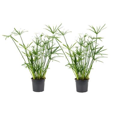 Set van 2 Cyperus alternifolius - Parapluplanten - Pot ⌀14cm - Hoogte ↕ 40-50cm product