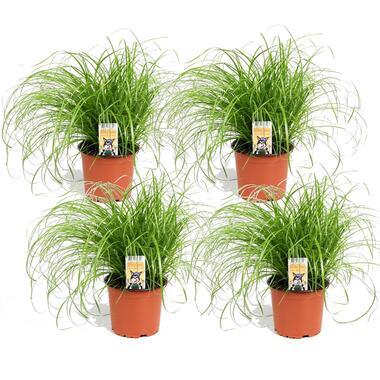 Set de 4 plantes d'herbe à chat Cyperus - Pot 12cm - Hauteur 30-40cm product