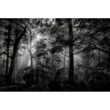 Sanders & Sanders fotobehangpapier - bosrijk landschap - grijs en zwart product