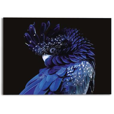 Plexiglasschilderij - Blauwe papegaai - 50x70 cm Plexiglas product