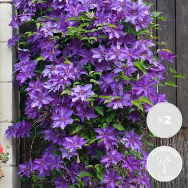 2x Clematis The President – Paarse Bosrank – ⌀15 cm - ↕60-70 cm product