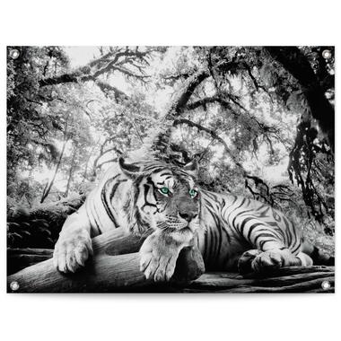 Poster de jardin Tigre 60x80 cm Noir - Blanc product