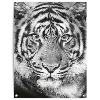 Poster de jardin Tigre 80x60 cm Noir - Blanc product