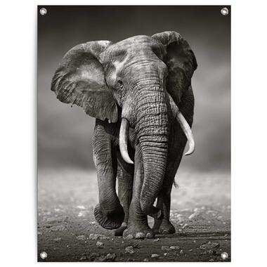 Tuinposter - Wandelende olifant - 80x60 cm Canvas product