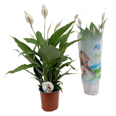 Spathiphyllum Lima - Lepelplant - Pot 17cm - Hoogte 60-75cm product