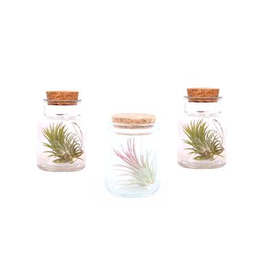 Mix van 3 Tillandsia - Luchtplantjes in glazen deco flesje - Decoratie product