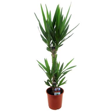 Yucca Elephantipes - Kamerplant - Pot 17cm - Hoogte 70-80cm product