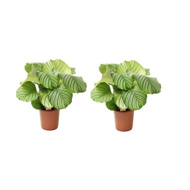 Calathea Orbifolia - Set de 2 - Plante paon - Pot 21cm - Hauteur 55-60cm product