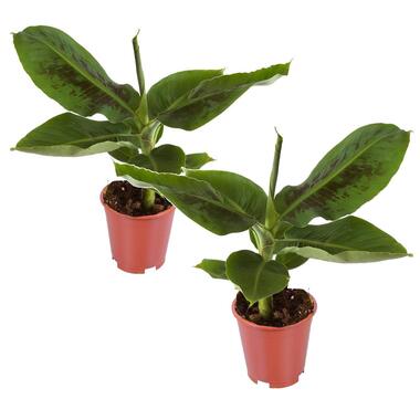 Musa 'Oriental Dwarf' - Set de 2 - Plants de bananes - Pot 12cm - Hauteur 25-40 product