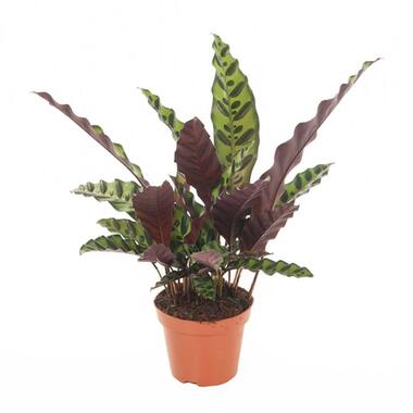 Calathea Insignis - Marantaceae - Kamerplant - Pot 12cm - Hoogte 30-40cm product