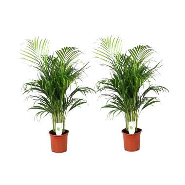 Dypsis Lutescens - Set van 2 kamerplanten - Goudpalm - Pot 21cm - Hoogte 100-120 product