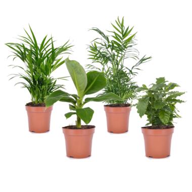 Trendy Indoor - Mix of 4 plantes d'intérieur - Pot 12cm - Hauteur 25-40cm product