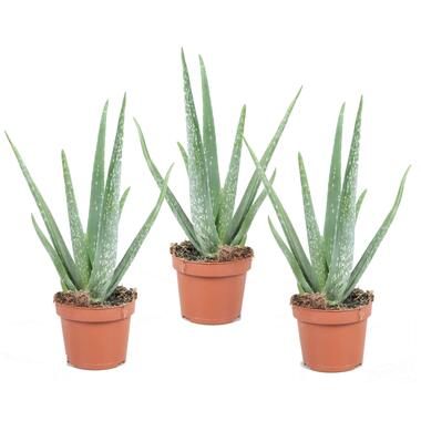 Set van 3 Aloë Vera - Kamerplanten - Succulenten- Pot 10,5cm - Hoogte 25-40cm product